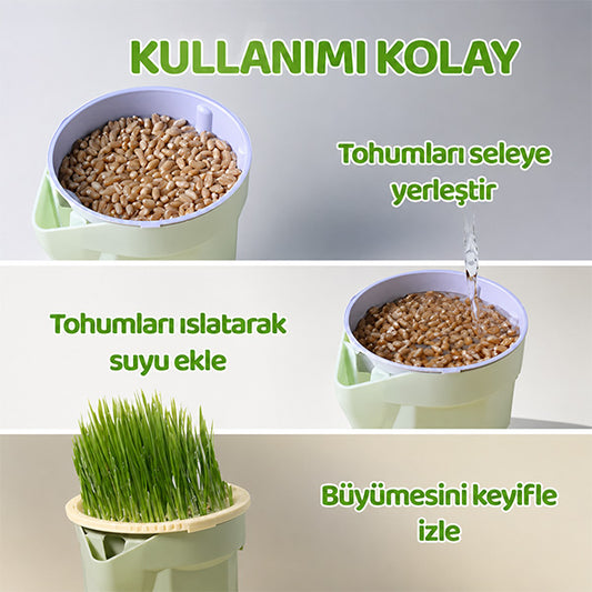 Topraksız Suda Kedi Çimi Yetiştirme Kiti