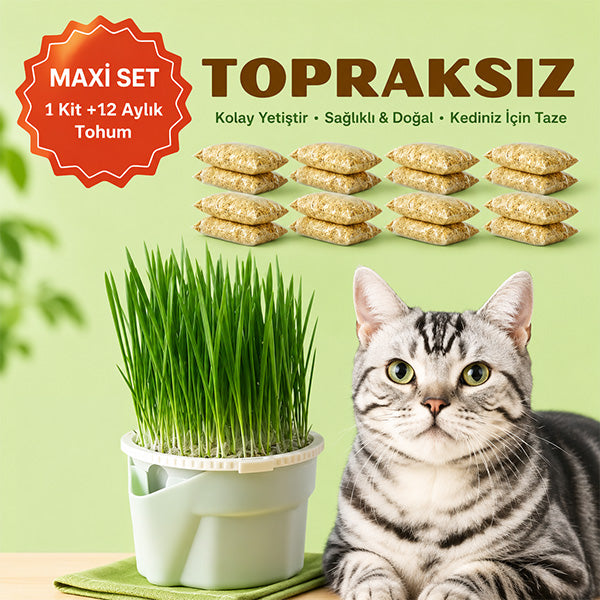 Topraksız Suda Kedi Çimi Yetiştirme Kiti + 12 Aylık Tohum