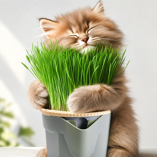 Topraksız Suda Kedi Çimi Yetiştirme Kiti